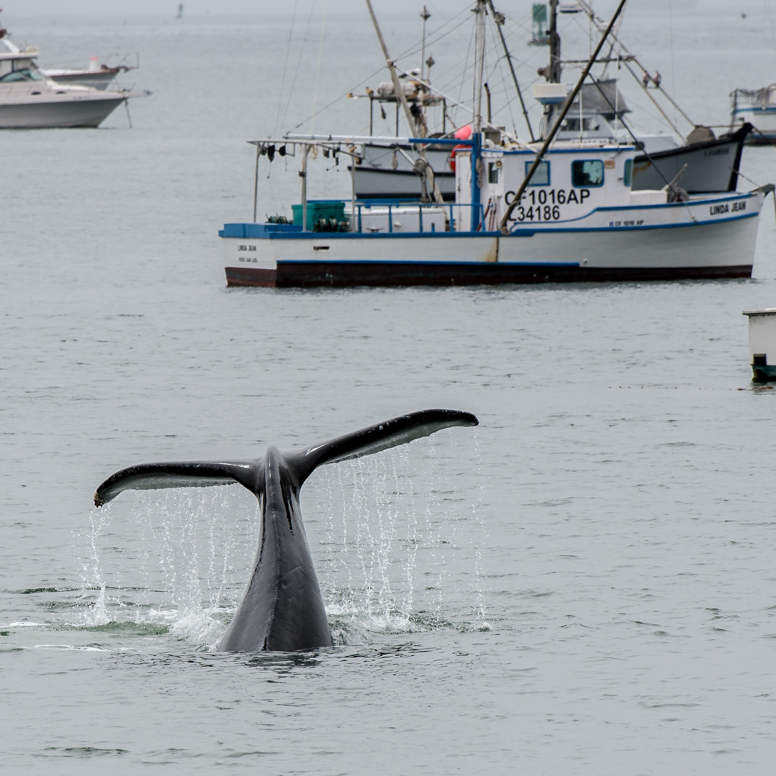 This was one of two Humpback whales that made a pass at the end of the pier in Port San Luis. While one was eating tons of anchovies, this one decided to just show its tail.